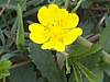 Potentilla reptans, Creeping Cinquefoil