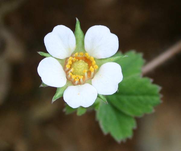 Potentilla sterilis, Barren Strawberry, close-up of flower