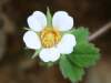 Potentilla sterilis, Barren Strawberry