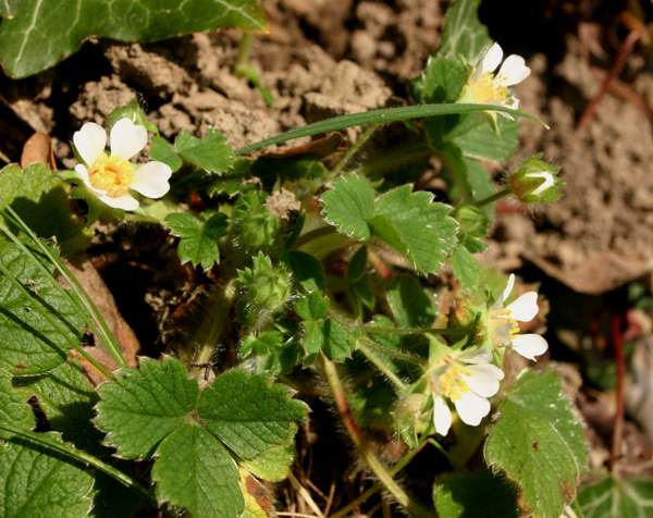 Barren Strawberry plant in flower