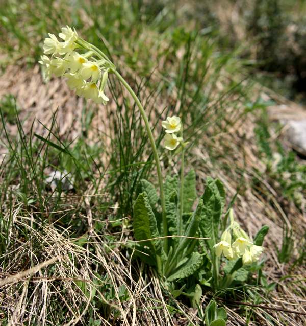 Oxlip, Primula elatior