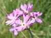 Bird's-eye Primrose, Primula farinosa