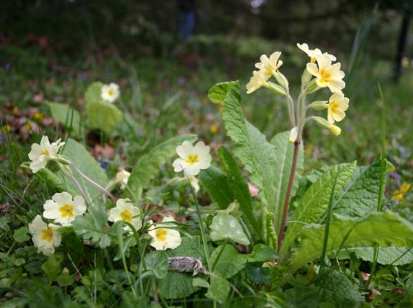 False Oxlip with Primrose alongside