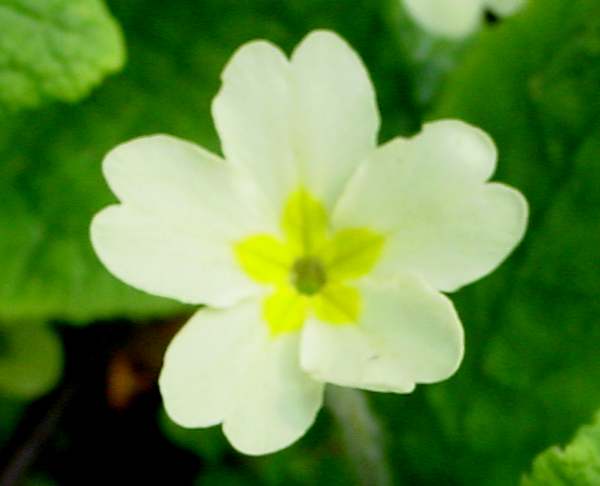  Closeup of thrum-eye Primula vulgaris