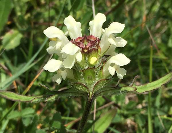 Cut-leaved Selfheal, Prunella laciniata