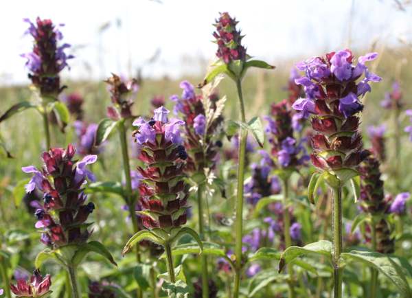 Selfheal, Prunella vulgaris