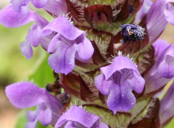 Closeup of Selfheal