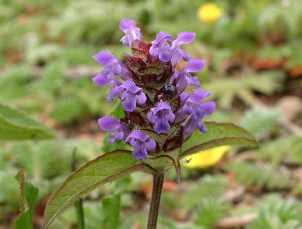 Selfheal flower head