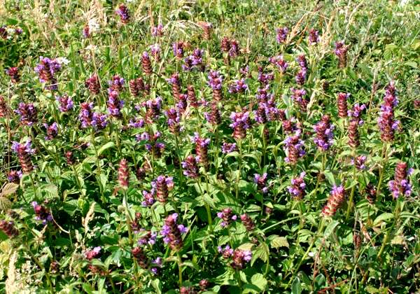Selfheal Prunella vulgaris often grows in dense patches