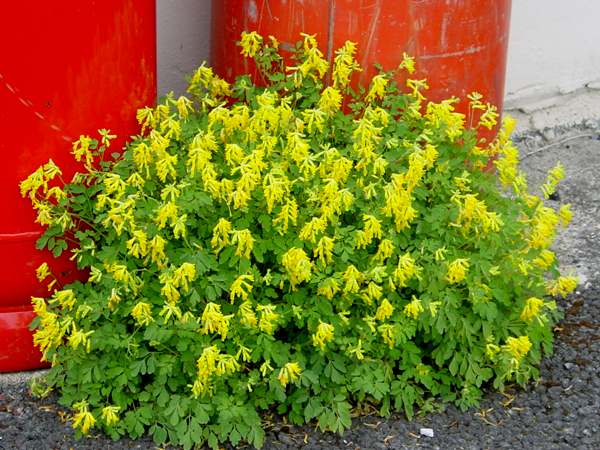 Yellow corydalis
