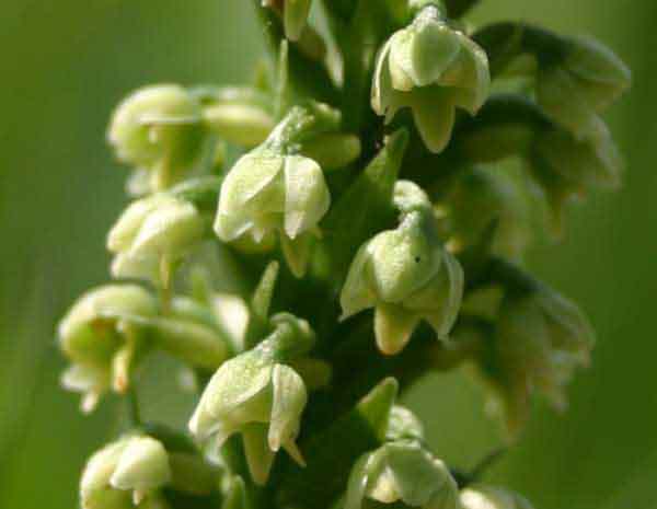 Psuedorchis albida - Small White Orchid, closeup