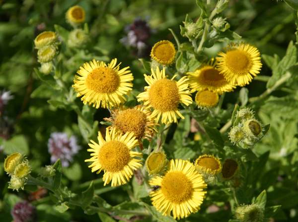 Common fleabane