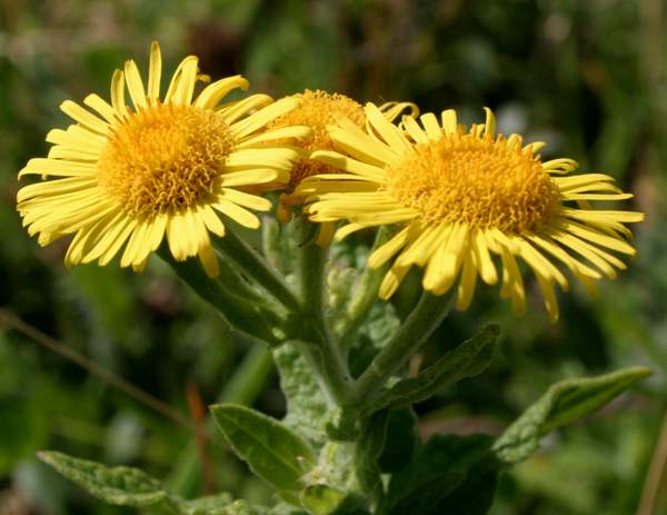 closeup of Common Fleabane