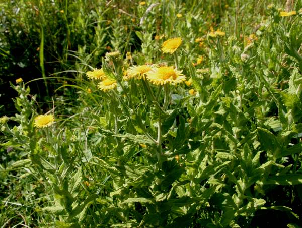 Commoin Fleabane in a garden
