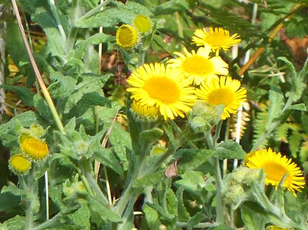 Commoin Fleabane, France in a garden