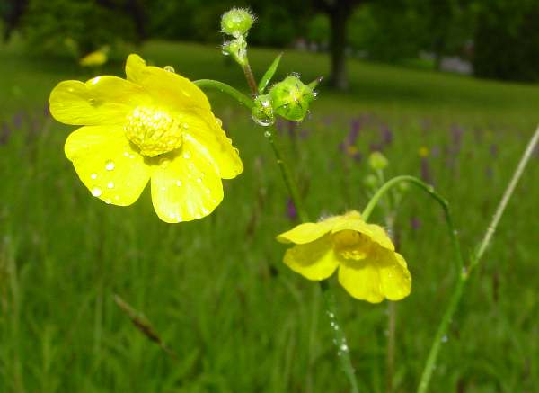 Closeup of Meadow Buttercup flowers