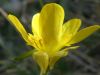 Ranunculus auricomus Goldilocks Buttercup