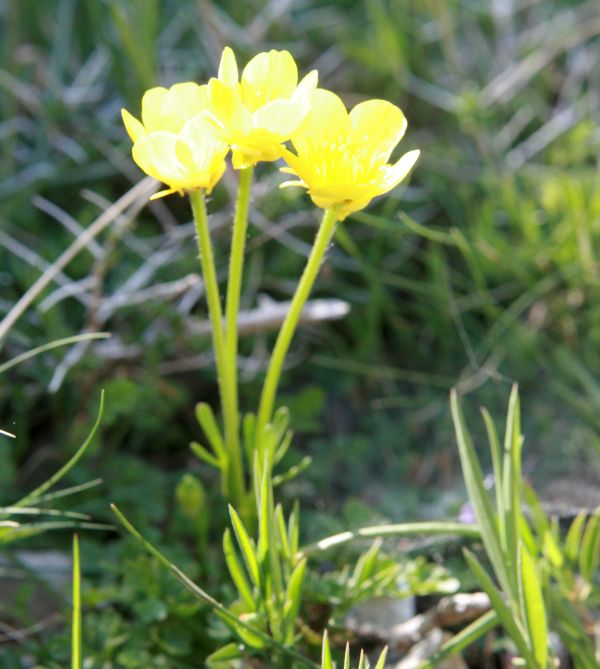 Flowerss ofGoldilocks Buttercup