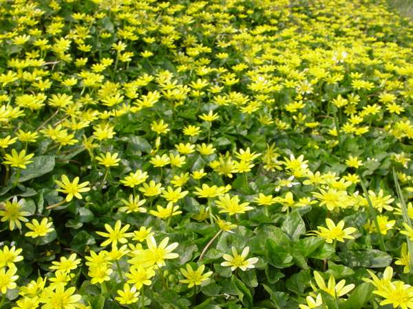 Lesser Celandines, Ficaria verna
