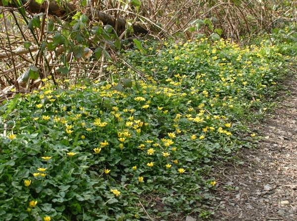 Lesser Celandines beside a gravel path