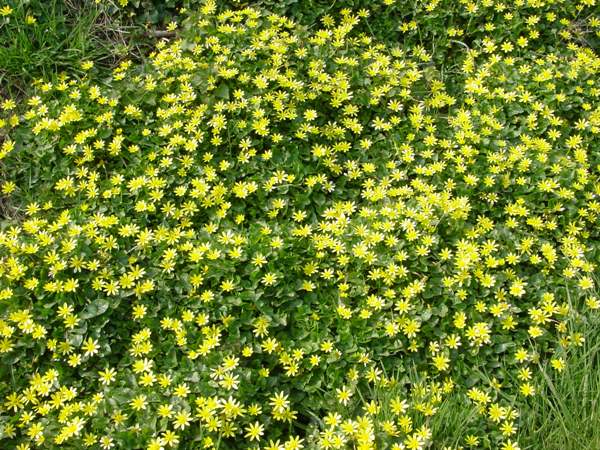 Lesser Celandines carpeting a grassy bank