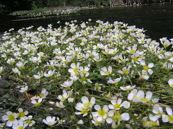 A dense mat of River Water-crowfoot