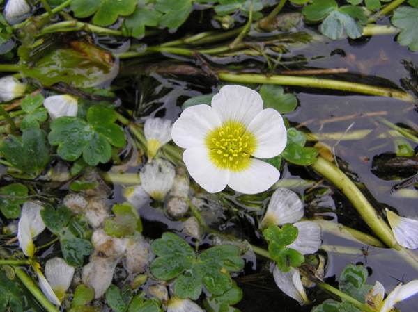 Closeup of Ranunculus fluitans