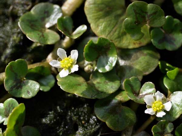 Ivy-leaved Crowfoot