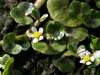 Ranunculus hederaceus