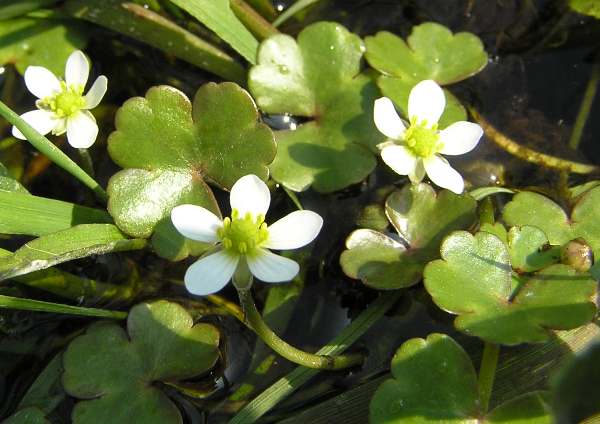 Round-leaved Crowfoot