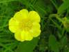 Ranunculus repens, Creeping Buttercup