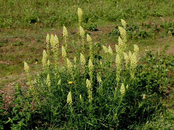 Wild Mignonette