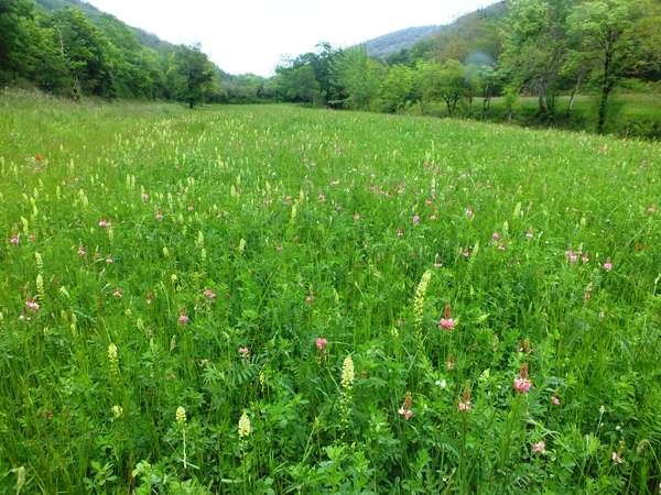 Reseda lutea, southern France, May 2023