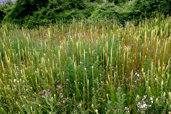Reseda luteola, Weld, on wasteland