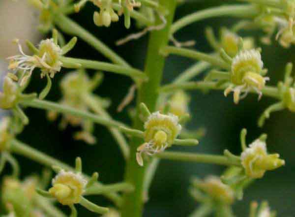 Closeup of flowers of Weld, Reseda luteola