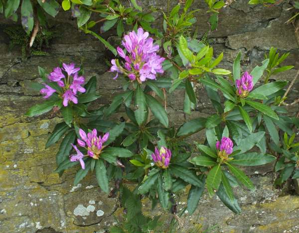 Common Rhododendron
