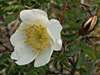Burnet Rose, Rosa pimpinellifolia