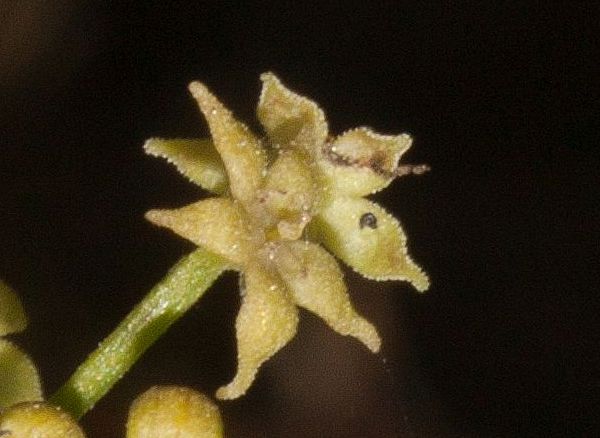 A flower of Wild Madder, Rubia peregrina
