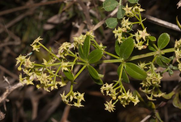 Flowers of Rubia peregrina, Wild Madder