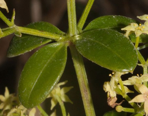 Rubia peregrina, Wild Madder, showing a whorl of leaves