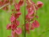Rumex acetosa