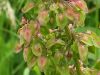Rumex acetosa
