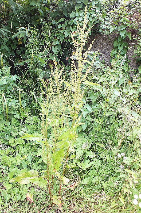 Broad-leaved Dock
