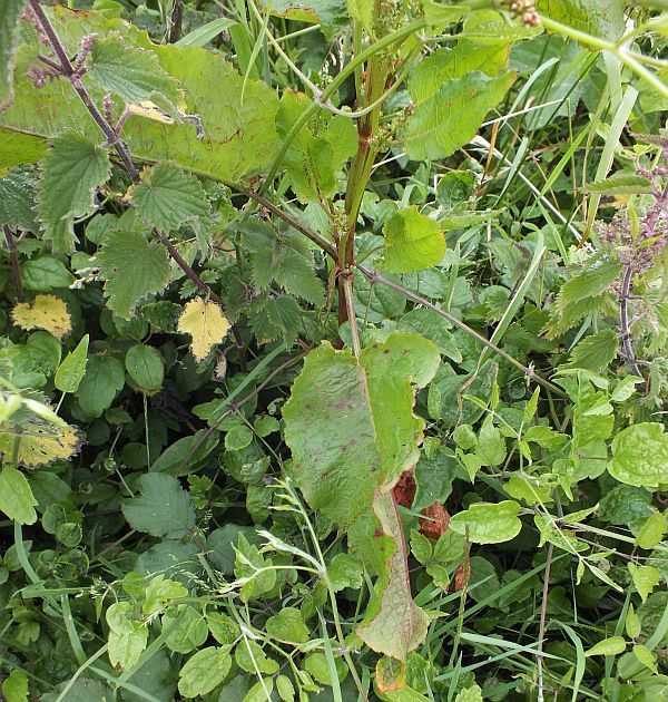 Seeds of Broad-leaved Dock