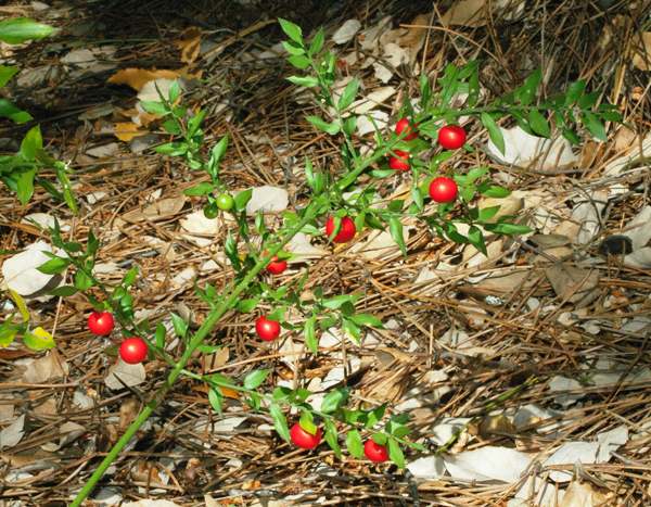 Ruscus aculeatus, Butcher's Broom, Portugal