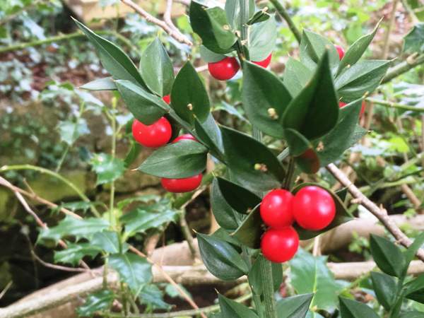 Ruscus aculeatus, Butcher's Broom, Portugal