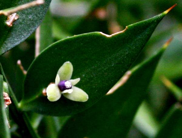 Ruscus aculeatus, Butcher's Broom