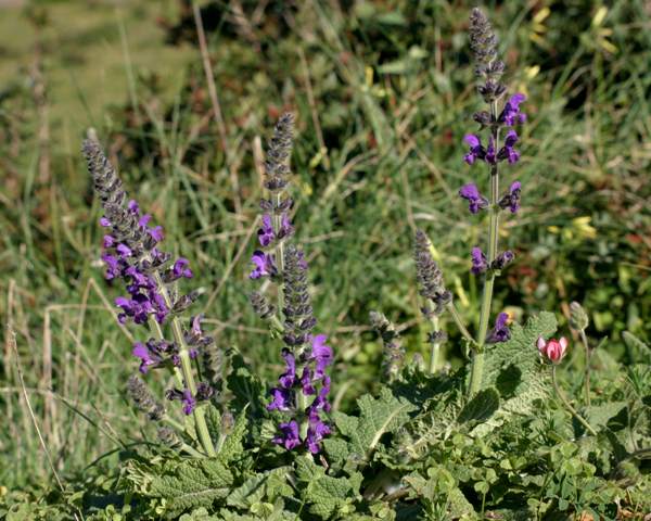 Salvia verbenaca