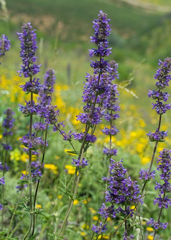 Salvia verbenaca, Algarve, Portugal