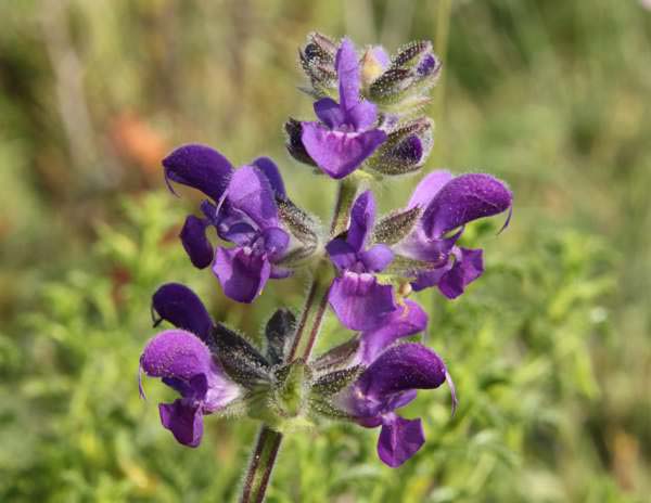 Salvia verbenaca, closeup of flowers